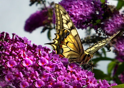 farfalla, a coda di rondine, lillà di estate, giardino, natura, insetto
