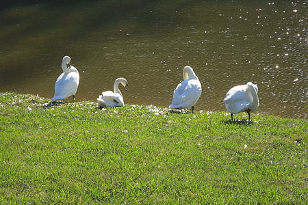 swans, molting, pruning, feathers, bird, birds, swan