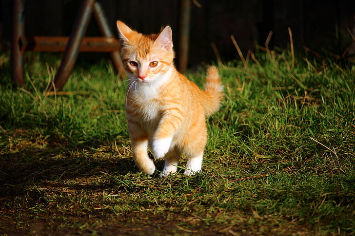 pisica, pisica baby, macrou rosu tabby, pisoi, mieze, pisici domestice, iarba