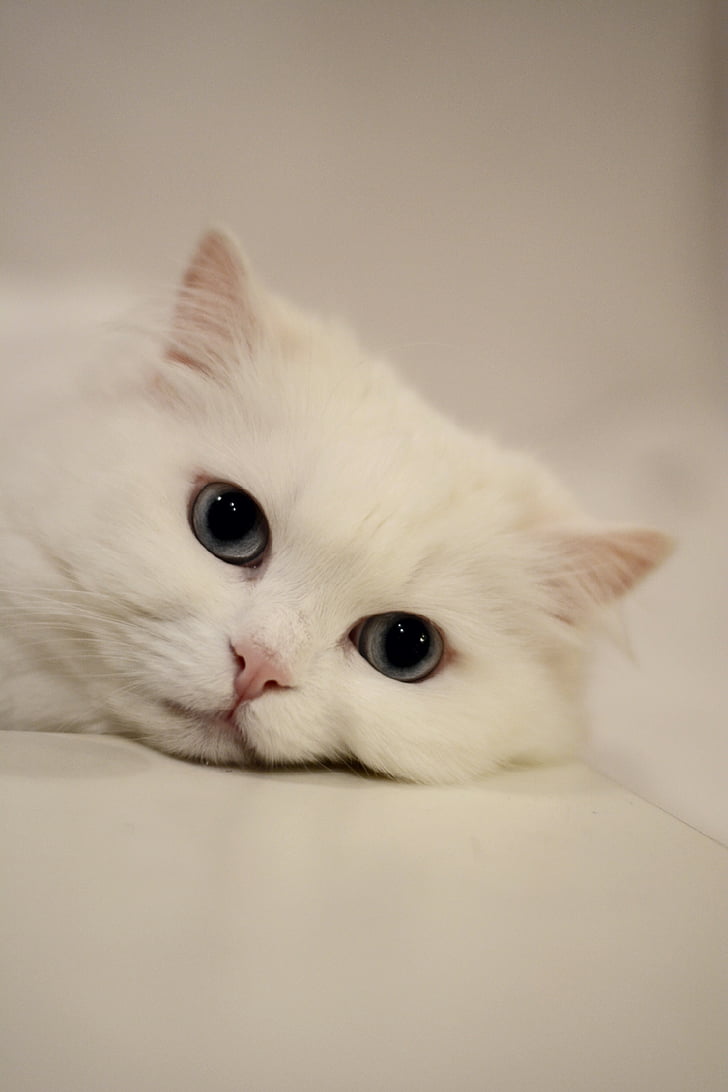 cat, eyes, cat's eyes, domestic cat, white, calm cat, pets