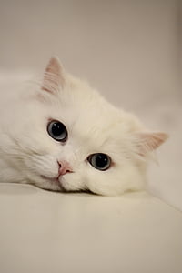 kat, ogen, de ogen van de kat, binnenlandse kat, wit, rustige kat, huisdieren