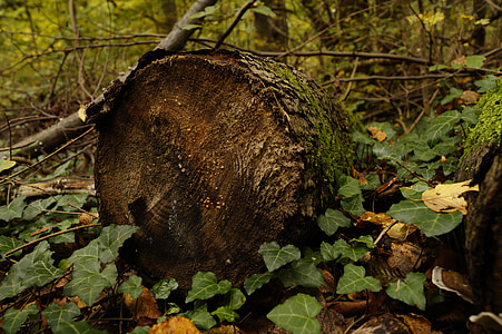 log, stump, wood, brown, moss, forest, undergrowth