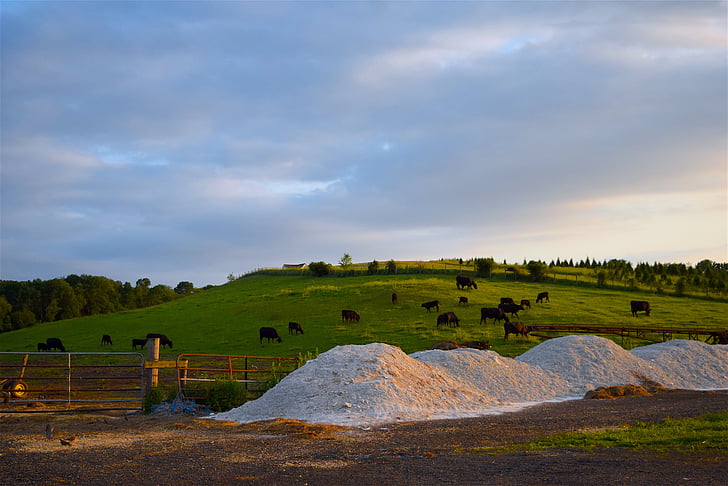kravy, farma, Hillside, tráva, západ slnka, poľnohospodárstvo, vidieka
