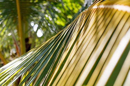 lá, dừa, Palm, nhiệt đới
