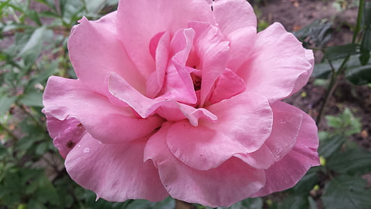 Rózsa, virág, Pink rose, virágok királynője, tavaszi, nyári, virágok