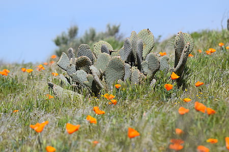 kaktus, vlčí máky, poušť, wildflower, jaro, Příroda, Lancaster