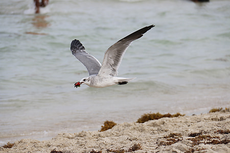 seagull, strawberry, mar, salt water, birds, beach, tranquility