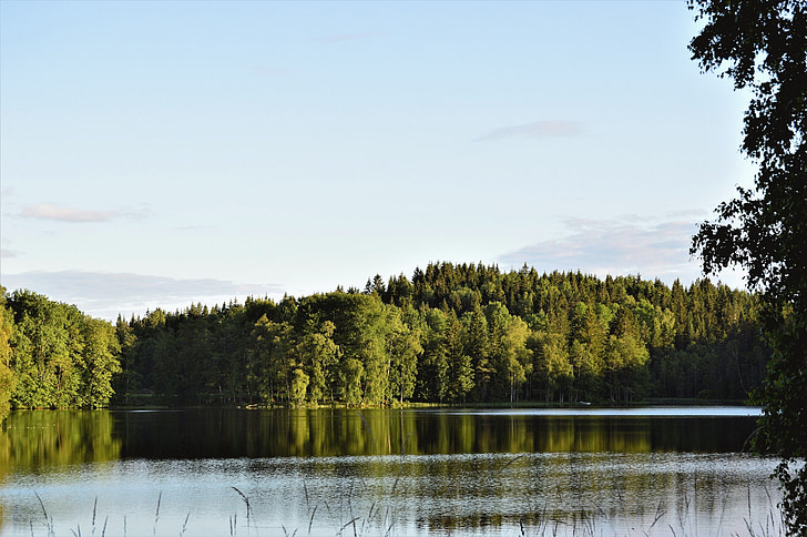 Forest, vody, jazero, letné, Švédsko, strom, Príroda