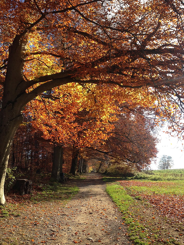 podzim, pryč, strom, Les, světlo, Švýcarsko, list
