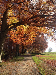 efterår, væk, træ, skov, lys, Schweiz, blad