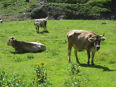 крава, Алпи, Австрия, природата, животните, лято, пейзаж
