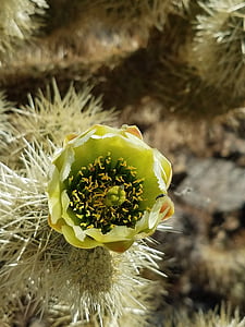 cactus, flower, yellow