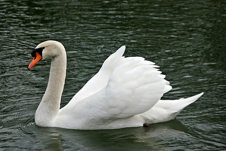 swan, swans, water bird, gooseneck, lake, bird, water