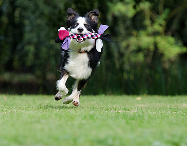 robnik škotski ovčarski pes, tekmovanje v teku pes, igriv, britanske ovčarske, pes, igra, pet