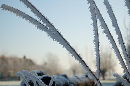 helai-helai rumput, es, musim dingin, salju, musim dingin, rumput, dingin