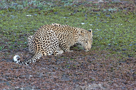 leopard, animal, predator, panthera pardus, big cat, stains, animals in the wild