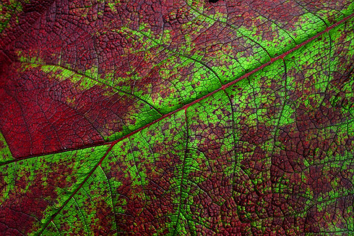 leaf, detail, nature, close-up, macro