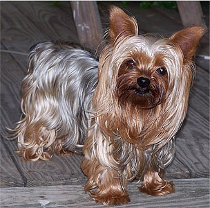 yorkshire terrier, dog, terrier, canine, animal, mammal, small