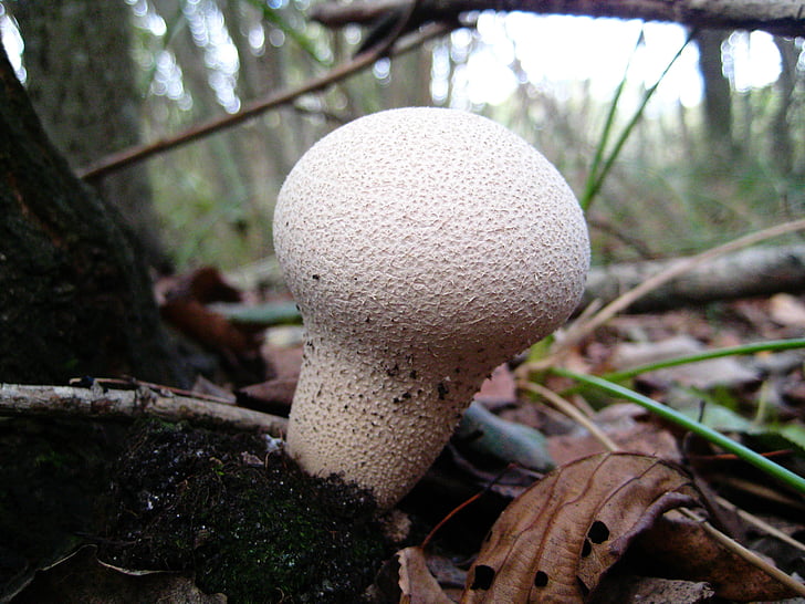 sienet, valkoinen, makro, Metsä, Kerää mushrooms, Syksy, syksyllä