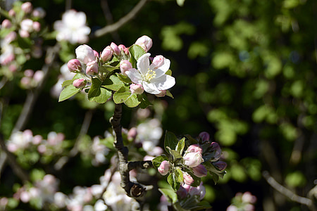 ābolu koku ziedu, daba, Pavasaris, Ābele, zieds, Bloom, balta