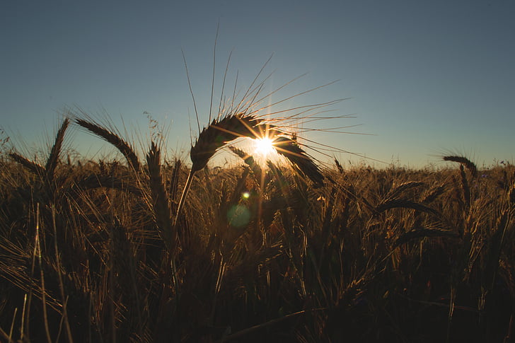 agriculture, backlit, bread, cereal, countryside, crop, farm