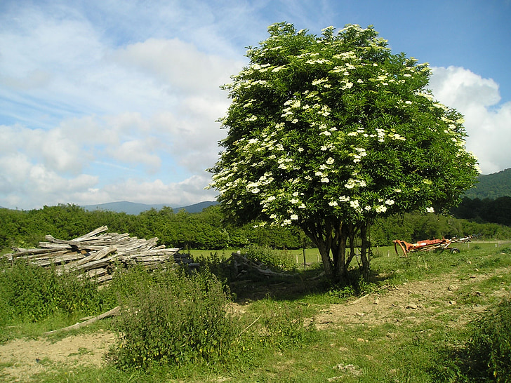 tree, nature, green, landscape, sunlight, scene, scenery