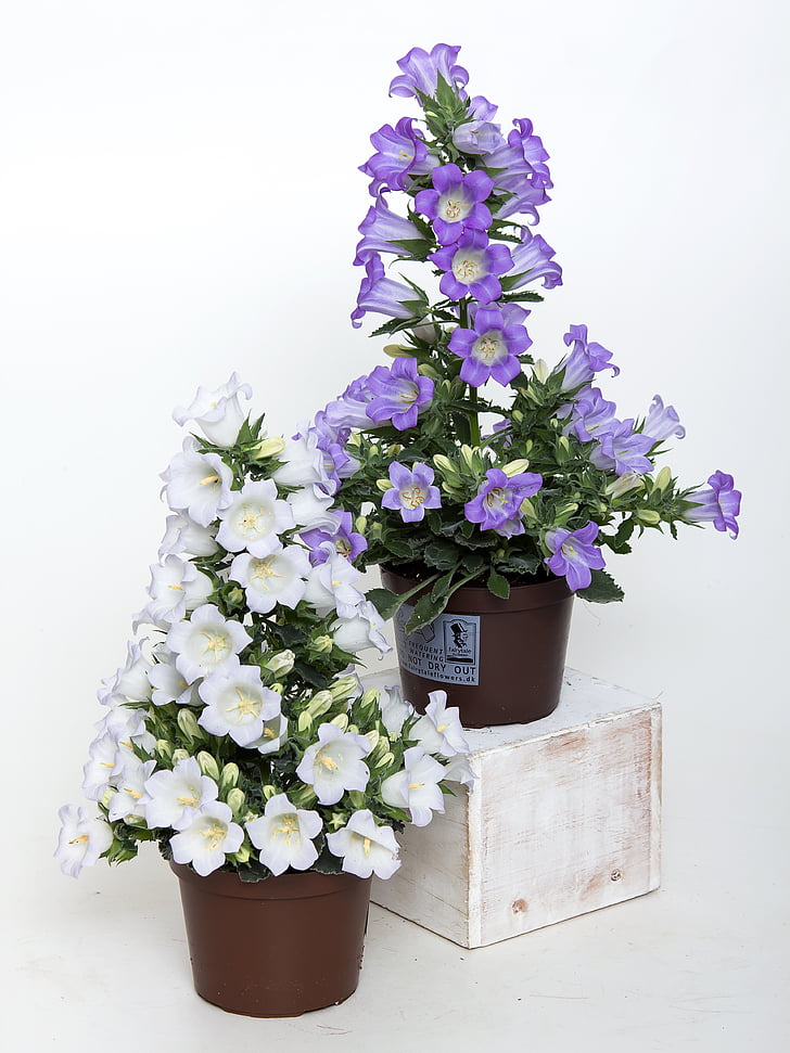 campanula, Bellflower, blå, fiolett, anlegget, lilla, dverg bellflower