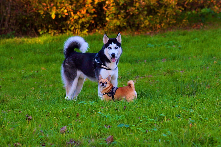 Husky, Chihuahua, pies, poza, trawa, jesień, zwierząt