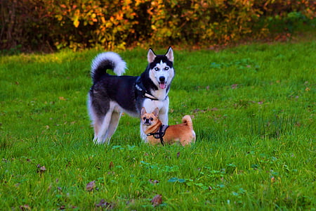 Husky, Chihuahua, chien, à l’extérieur, herbe, automne, animal