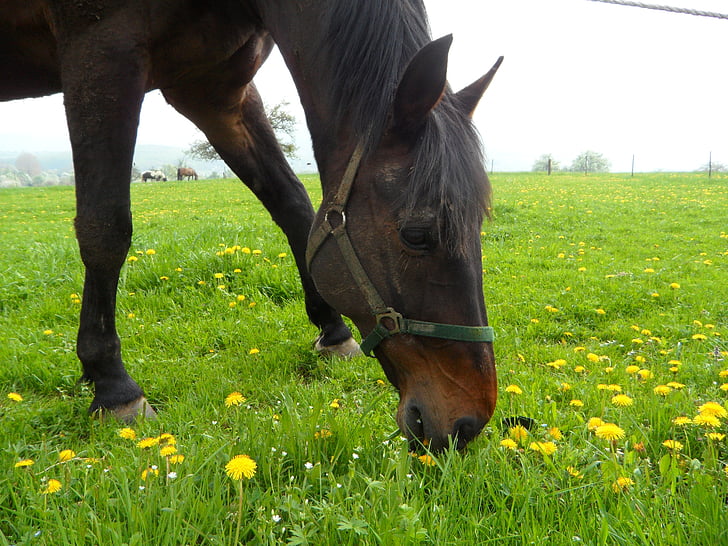 paard, hoofd van het paard, grazen, weide, grasland, lente, bloemen weide