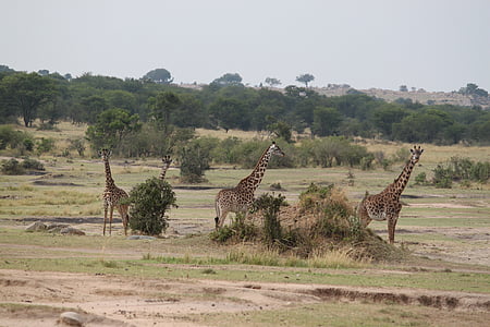 Safari, prosto živeče živali, živali, narave, Kenija, Tanzanija, divjine