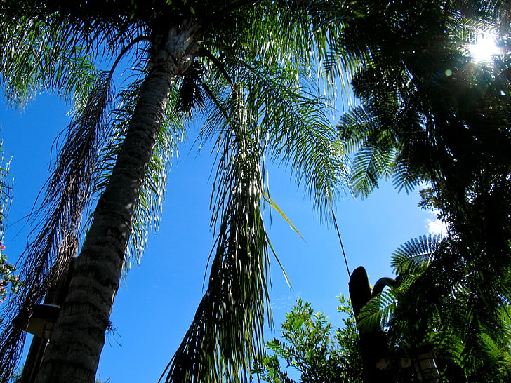 palm, tree, palms, blue, sky, florida, nature