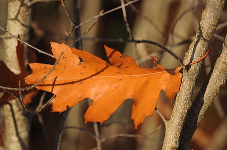 autunno, foglie, fogliame di caduta, foglia, autunno dorato, foresta, natura