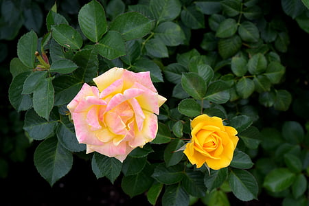 žlté ruže, kvet, čerstvé, jar, Príroda, ruža - kvet, Petal
