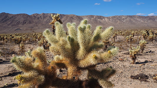 Parco naturale, Cactus, California, albero di Joshua