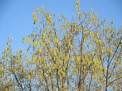 haselzoetteli, koks, estētiskā, gada pavasarī rotaslietas