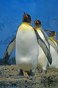 кралски пингвин, пингвин, човки, пингвин лента, птица, вода птица, Група