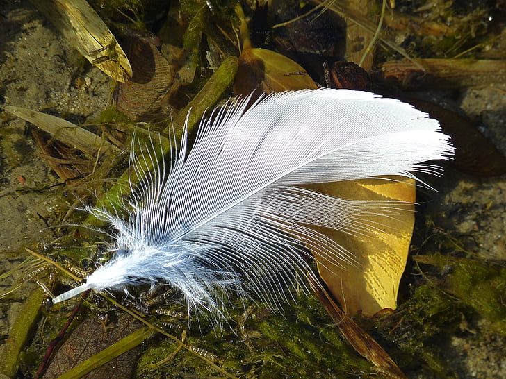 spring, bird feather, close, white, bird, feather, nature