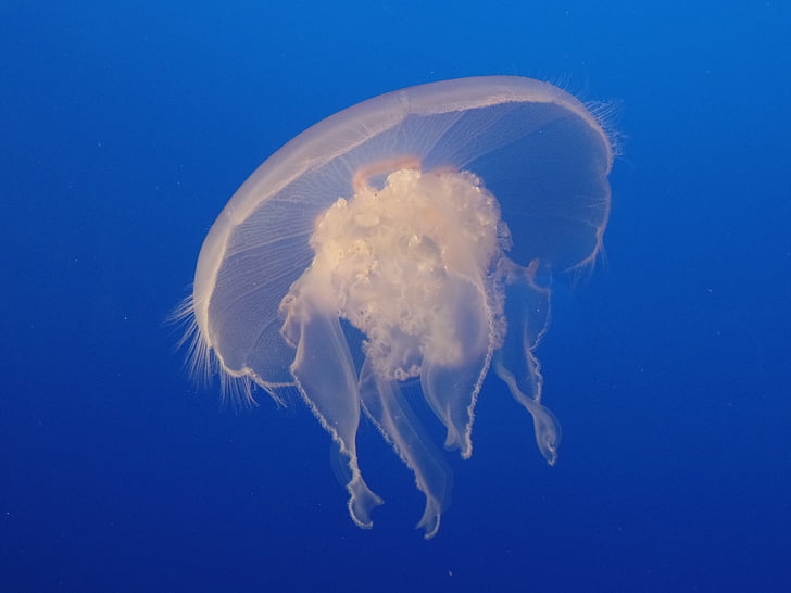 Tanierovka ušatá, medúzy, biela, pod vodou, voľne žijúcich živočíchov, Marine, akvárium
