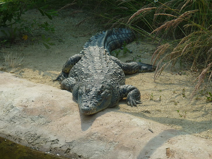 crocodilo, olho, animal, jacaré, réptil, caçador, Rio