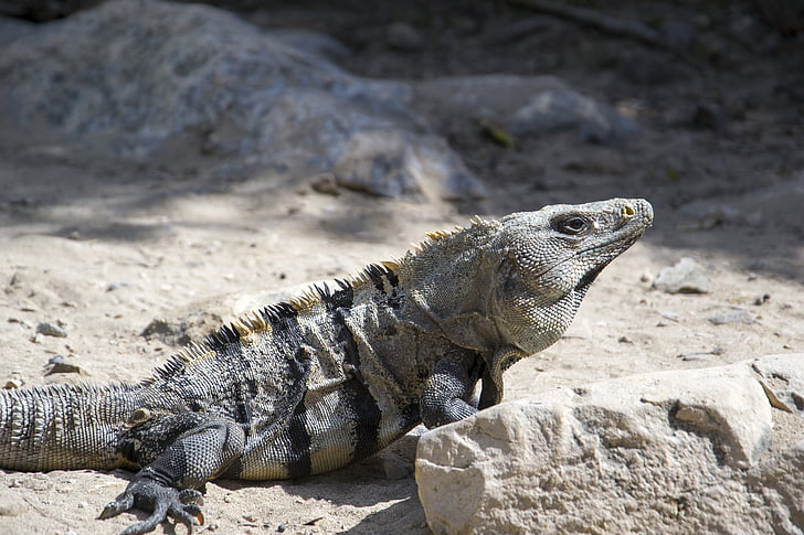 iguana, mexico, animal