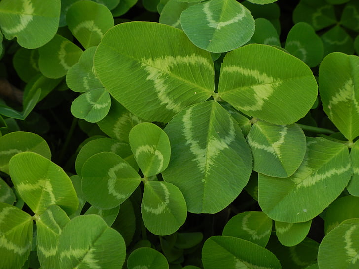 Kløver, grøn, naturlige, held og lykke, irsk, Shamrock, blad