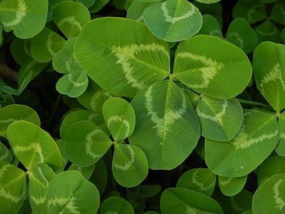 klöver, grön, naturliga, lycka till, Irländska, Shamrock, Leaf