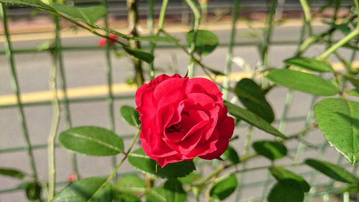 Роза, цветок, Грин, Цвет, завод, красный, любовь