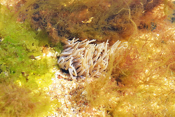 Mikrokügelchen anemone, Anemone zu öffnen, Anemone, Actinia equina, Meer, Kreatur, Marine