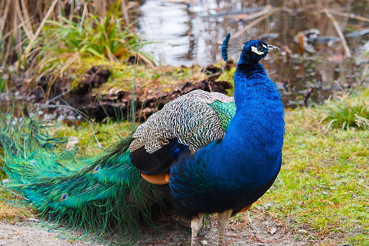 Peacock blue, fugle, påfugl, fugl, dyr, dyr, fjer
