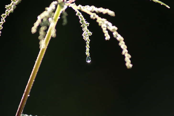 dew, dewdrop, containing, filligran, transparent, tender, water