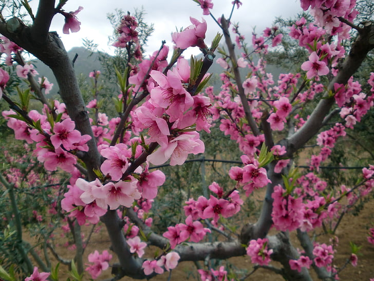 blomster, Almond tree, rosa, blomst, rosa fargen, natur, blomst
