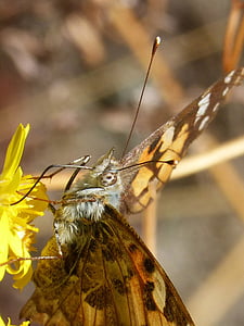 motýl, Vanesa, Vanessa cardui, Vanesa z bodláčí, přenášení dels karty, lepidopteran, LIBAR