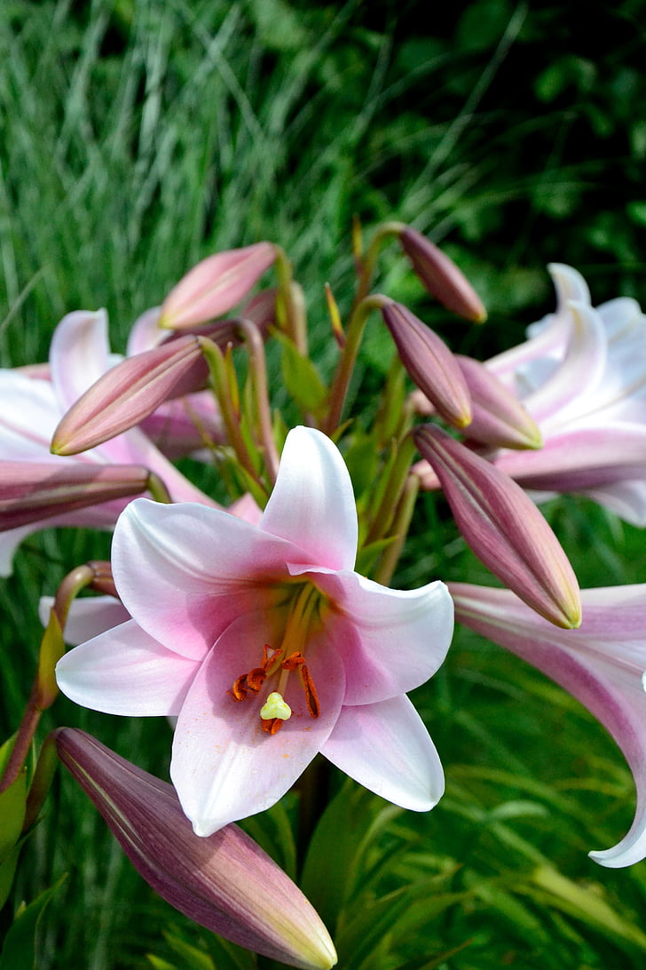 Lily, bunga, merah muda, Blossom, mekar, alam, tanaman